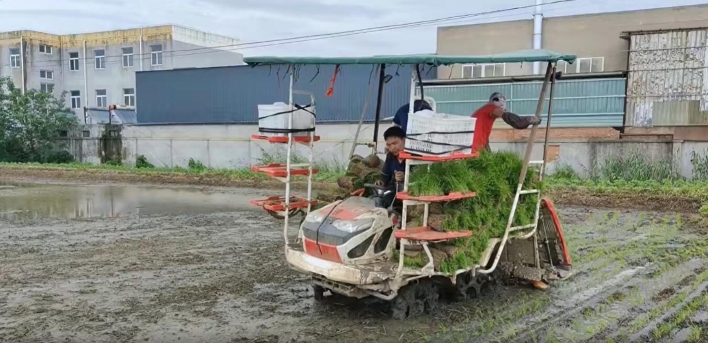 江苏靖江球盟会小8行杂交水稻作业中，，，，，效果效率都相当好